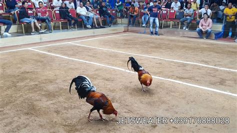 pitmaster cockfighting|Jetsweater Super Fights on Vimeo.